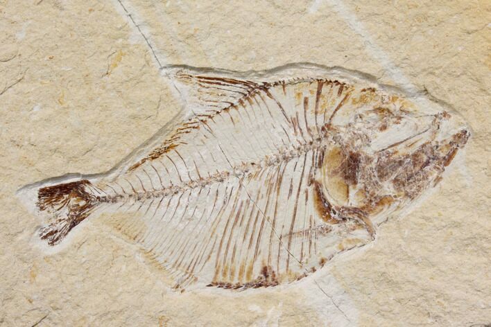 Fossil Fish (Diplomystus Birdi) - Hjoula, Lebanon #147203
